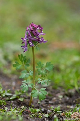 Corydale solide — Corydalis solida (L.) Clairv., 1811, (Ussat (09), France, le 23/03/2018)