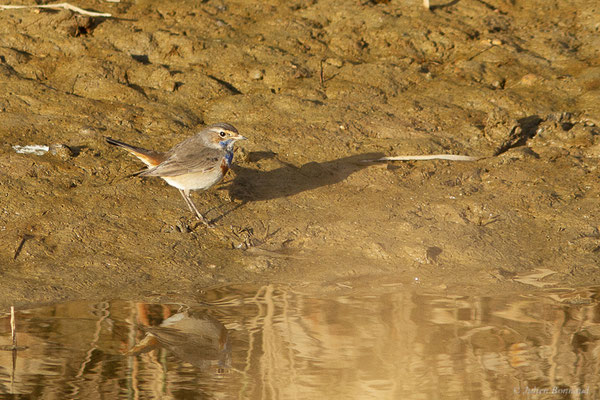 Gorgebleue à miroir — Luscinia svecica (Linnaeus, 1758), (Parc Naturel du Delta de l'Ebre (Catalogne), Espagne, le 06/02/2022)