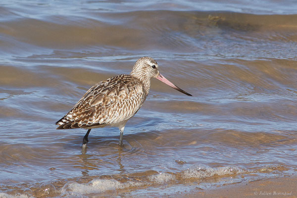 Barge rousse — Limosa lapponica (Linnaeus, 1758), (Parc national de Khenifiss (Laâyoune-Sakia El Hamra), le 06/02/2024)