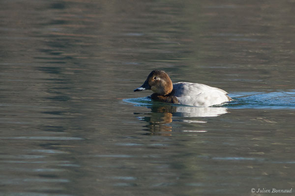 Fuligule milouin – Aythya ferina (Linnaeus, 1758), (femelle en plumage nuptial) (Saligue d'Artix (64), France, le 05/01/2019)