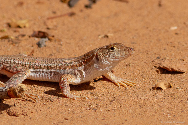 Acanthodactyle rugueux — Acanthodactylus boskianus (Daudin, 1802)