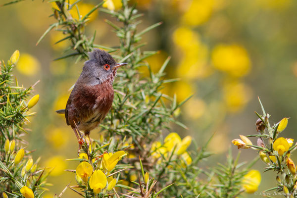 Fauvette pitchou — Curruca undata (Boddaert, 1783), (Saint-Martin-d'Oney (40), France, le 17/04/2025)