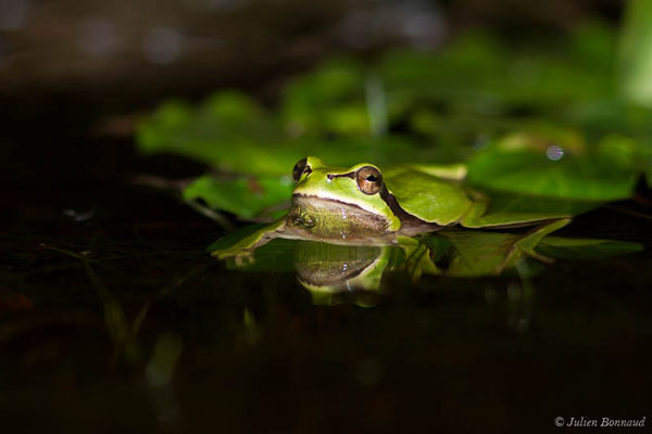 Rainette ibérique – Hyla molleri Bedriaga, 1889, (Tarnos (40), France, le 01/05/2021)
