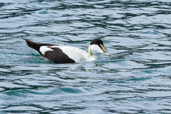 Eider à duvet — Somateria mollissima (Linnaeus, 1758), (Ciboure (64), France, le 05/04/2024)