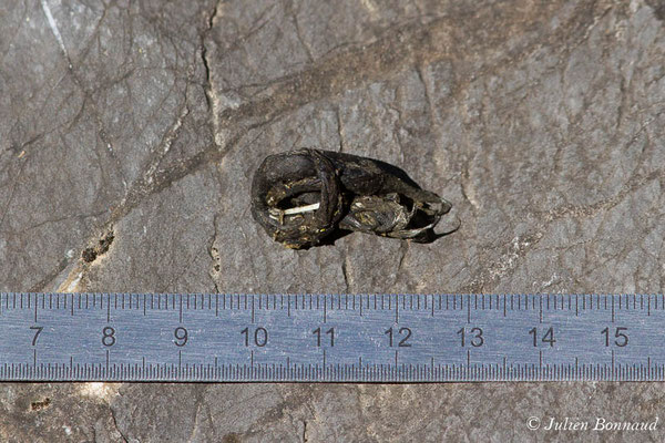 Hermine – Mustela erminea Linnaeus, 1758, (crotte) (Etsaut (64), France, le 23/04/2021)