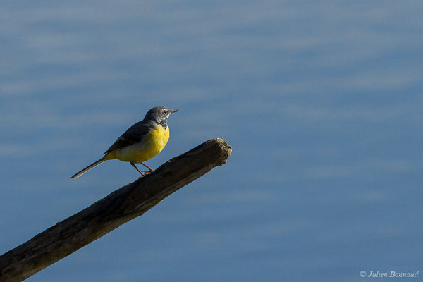 Bergeronnette des ruisseaux — Motacilla cinerea Tunstall, 1771, (Braud-et-Saint-Louis (33), France, le 07/03/2018)