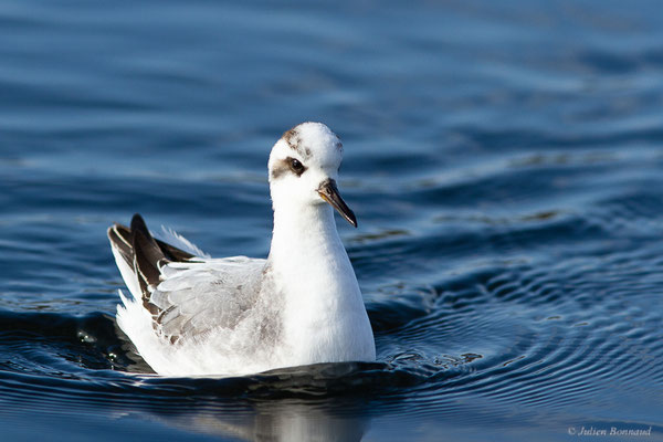Phalarope à bec large — Phalaropus fulicarius (Linnaeus, 1758), (Capbreton (40), France, le 02/12/2022)
