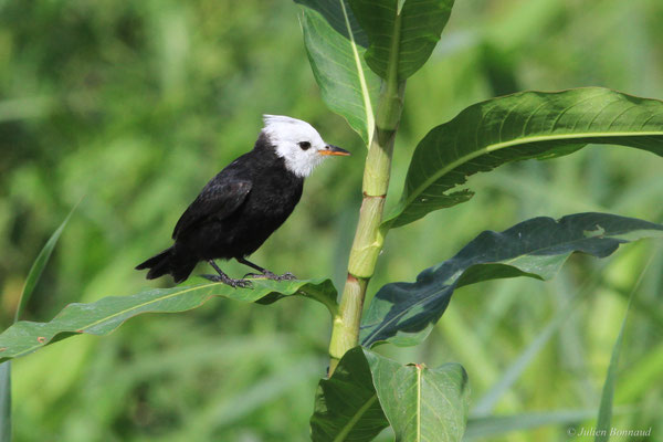 Moucherolle à tête blanche — Arundinicola leucocephala (Linnaeus, 1764)