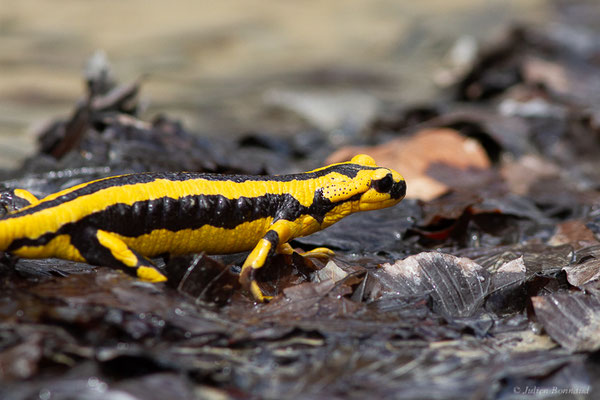 Salamandre tachetée — Salamandra salamandra fastuosa (Schreiber, 1912), (adulte) (Station de ski de La Pierre Saint-Martin, Arette (64), France, le 05/05/2023)