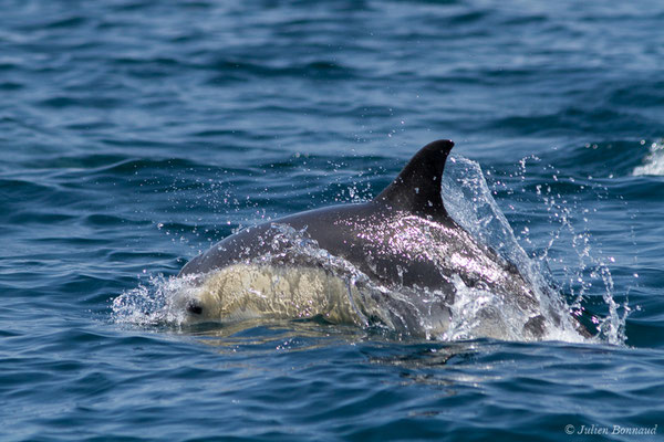 Dauphin commun, Dauphin commun à bec court ou Dauphin commun à bec long – Delphinus delphis Linnaeus, 1758, (Sagres (Vila do Bispo), Algarve (Portugal), le 31/08/2018)