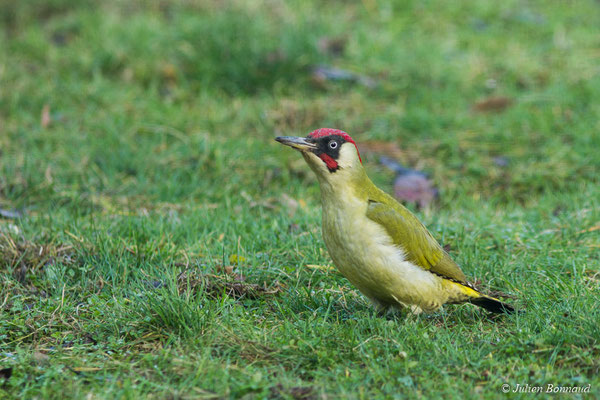 Pic vert — Picus viridis Linnaeus, 1758, (mâle adulte) (Pontivy (56), France, le 16/01/2018)