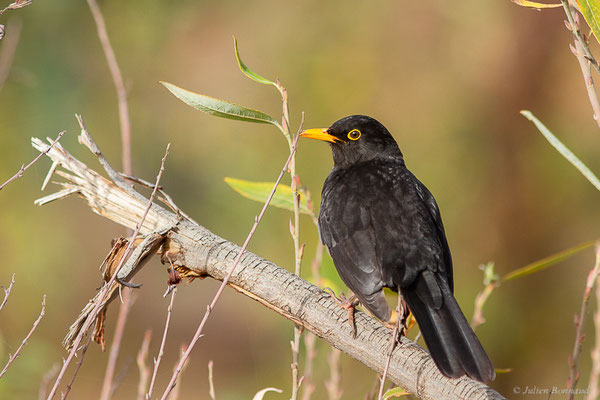 Merle noir — Turdus merula Linnaeus, 1758, (mâle adulte), (Ouzoud (Béni Mellal-Khénifra), Maroc, le 20/02/2023)