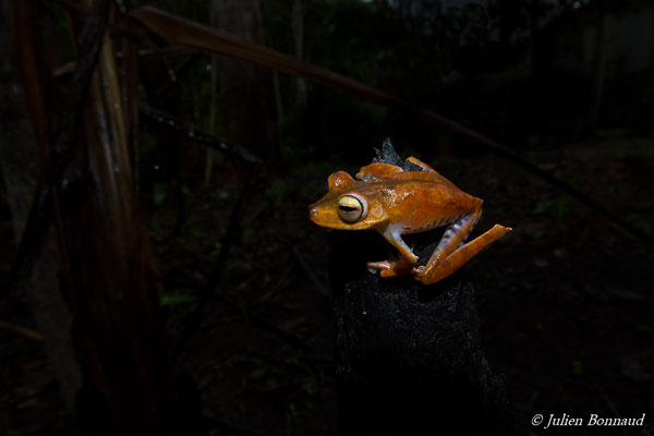 Rainette éperonnée (Hypsiboas calcaratus) (Saint-Laurent-du-Maroni, le 23/12/2016)