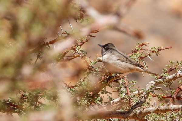 Fauvette orphée — Curruca hortensis (J.F. Gmelin, 1789), (Msseyed (Guelmim-Oued Noun), Maroc, le 29/03/2024)