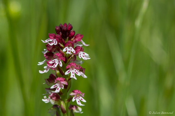 Orchis brûlé — Neotinea ustulata (L.) R.M.Bateman, Pridgeon & M.W.Chase, 1997