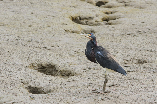 Aigrette tricolore — Egretta tricolor (Statius Müller, 1776), (adulte), (Dégrad des Cannes, Remire-montjoly, le 31/12/2015)