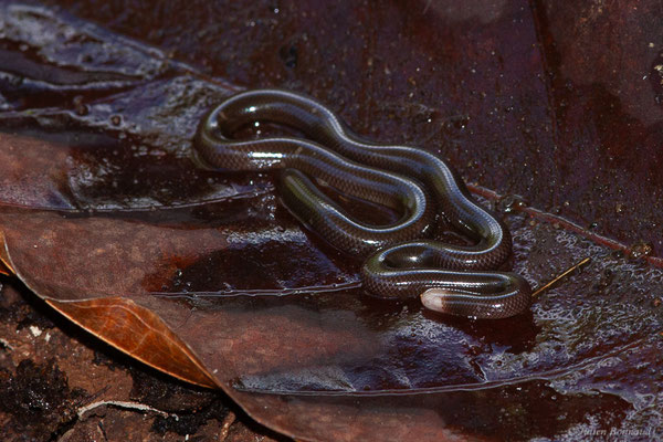 Typhlophide écailleux — Typhlophis squamosus (Schlegel, 1839), (Chutes Voltaire, Saint-Laurent-du-Maroni, Guyane, le 22/07/2017)