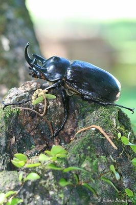 (Megasoma acteon) (crique Mortium, Matoury, le 23/05/2014)