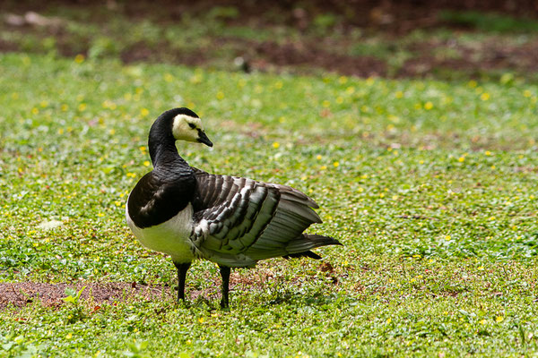 Bernache nonnette — Branta leucopsis (Bechstein, 1803), (Parc animalier de Nahuques, Mont-de-Marsan (40), France, le 11/05/2023)