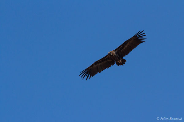 Vautour moine — Aegypius monachus (Linnaeus, 1766), (adulte) (en route vers Salamanque (Castille-et-León), Espagne, le 06/09/2018)