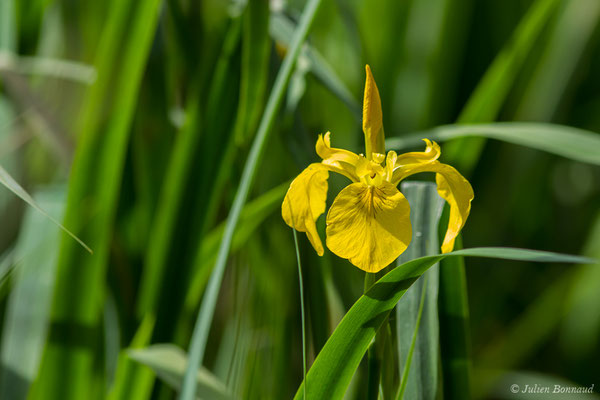 Iris des marais — Iris pseudacorus L., 1753, (Anglet (64), France, le 06/04/2018)