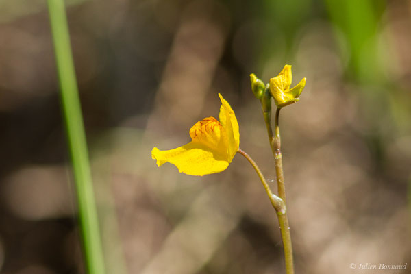 Utriculaire citrine — Utricularia australis R.Br., 1810, (Mézières-en-Brenne (36), France, le 13/06/2021)