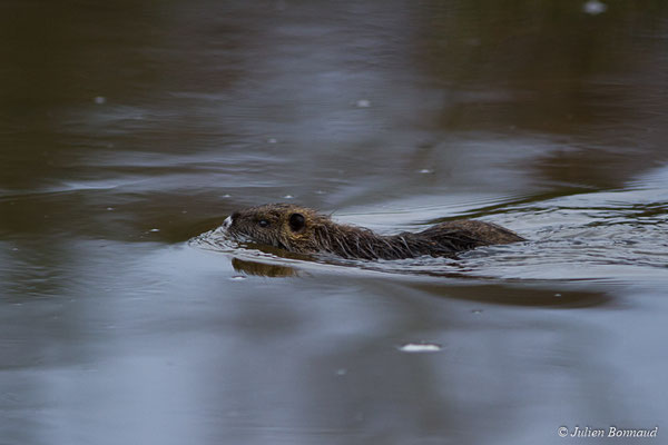 Ragondin — Myocastor coypus (Molina, 1782), (réserve ornithologique du Teich (33), France, le 23/01/2018)