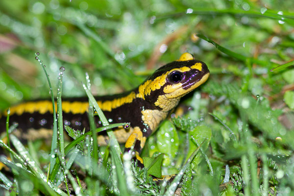 Salamandre tachetée — Salamandra salamandra terrestris (Schreiber, 1912), (adulte) (Station de ski de Gourette, Eaux-Bonnes (64), France, le 18/04/2022)