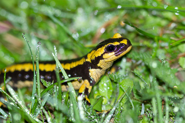 Salamandre tachetée — Salamandra salamandra fastuosa (Schreiber, 1912)
