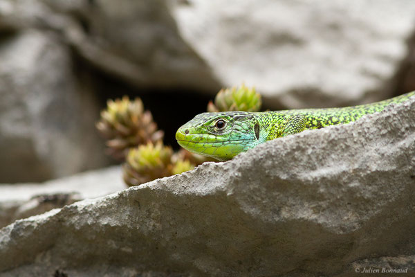 Lézard à deux raies — Lacerta bilineata (Daudin, 1802)