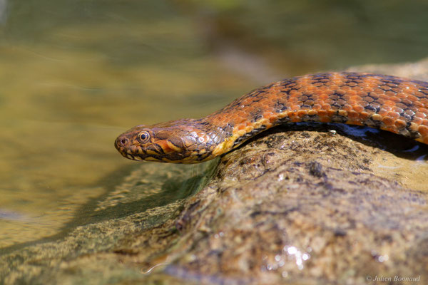 Couleuvre vipérine — Natrix maura (Linnaeus, 1758)