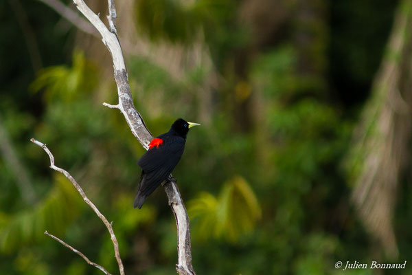 Cassique cul-rouge (Cacicus haemorrhous) (adulte) (Larivot, Matoury, le 25/02/2017)