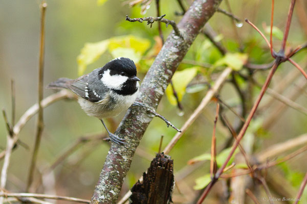 Mésange noire — Periparus ater (Linnaeus, 1758), (Etsaut (64), France, le 20/04/2022)
