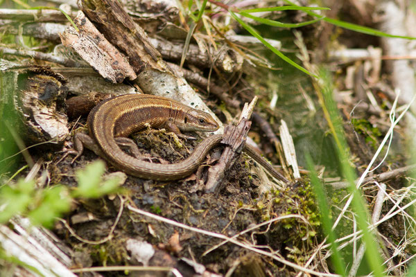 Lézard vivipare de Lantz — Zootoca vivipara louislantzi (Arribas, 2009), (Oloron-Sainte-Marie (64), France, le 26/05/2021)