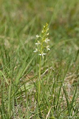 Platanthère à fleurs verdâtres — Platanthera chlorantha (Custer) Rchb., 1828, (Pihourc, Saint-Godens (31), France, le 16/05/2019)