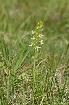 Platanthère à fleurs verdâtres — Platanthera chlorantha (Custer) Rchb., 1828