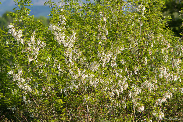 Robinier faux-acacia, Carouge — Robinia pseudoacacia L., 1753