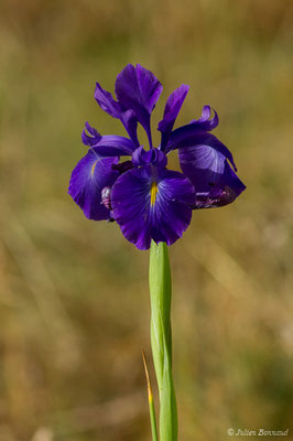 Iris à feuilles larges — Iris latifolia (Mill.) Voss, 1895, (Pic du Midi d'Ossau, Laruns (64), France, le 04/08/2018) 