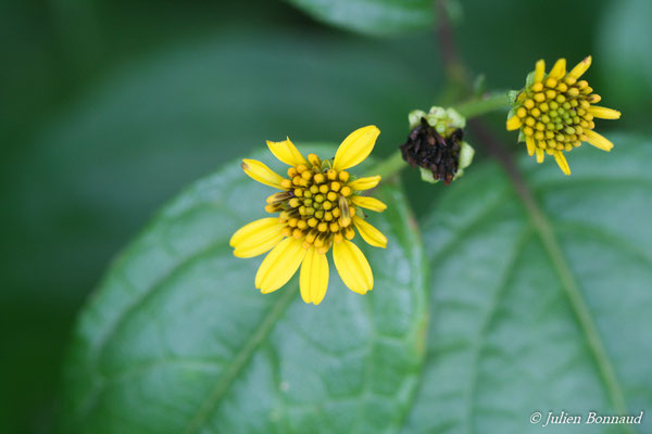 Tilesia baccata (Dégrad des Cannes, le 19/08/2014)