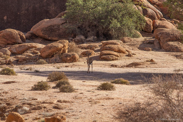 Gazelle de Cuvier — Gazella cuvieri (Ogilby, 1841), (Tafraoute, (Souss-Massa), Maroc, le 04/02/2023)