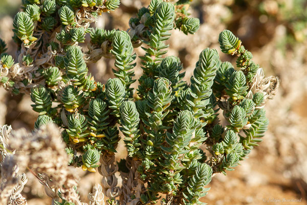 Crucianelle maritime — Crucianella maritima L., 1753, (Oualidia (Casablanca-Settat), Maroc, le 21/01/2022)