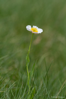 Renoncule amplexicaule — Ranunculus amplexicaulis L., 1753