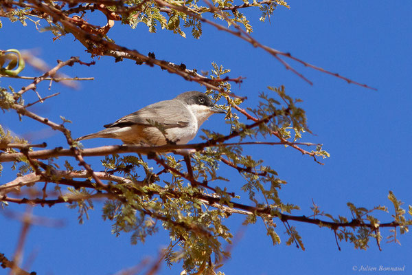 Fauvette orphée — Curruca hortensis (J.F. Gmelin, 1789),(Msseyed (Guelmim-Oued Noun), Maroc, le 28/03/2024)