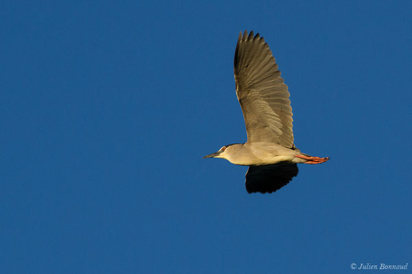 Bihoreau gris — Nycticorax nycticorax (Linnaeus, 1758)