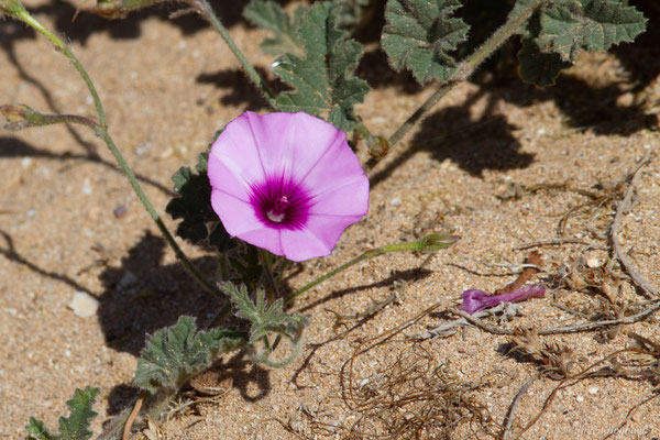 Liseron fausse guimauve — Convolvulus althaeoides L., 1753