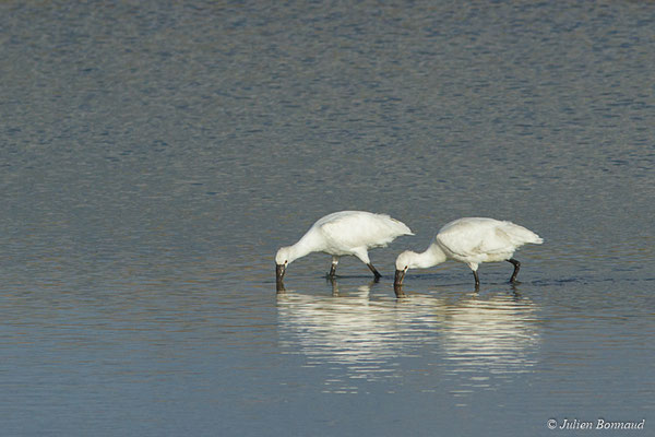 Spatule blanche — Platalea leucorodia Linnaeus, 1758, (adultes) (Réserve Naturelle des Marais de Séné (56), France, le 19/11/2017)