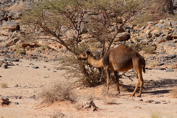 Dromadaire — Camelus dromedarius Linnaeus, 1758, (Msseyed (Guelmim-Oued Noun), Maroc, le 30/01/2024)