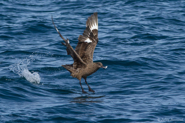 Grand Labbe – Stercorarius skua (Brünnich, 1764), (Saint-Jean-de-Luz (64), France, le 17/10/2020)