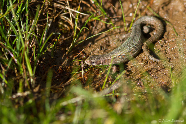 Lézard vivipare de Lantz — Zootoca vivipara louislantzi (Arribas, 2009)
