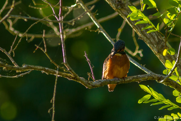 Martin-pêcheur d'Europe (Alcedo atthis) (Étauliers (33), France, le 23/06/2018)